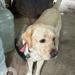 A Light Brown Labrador Dog Found from Dilli Haat, NSP, Pitampura
