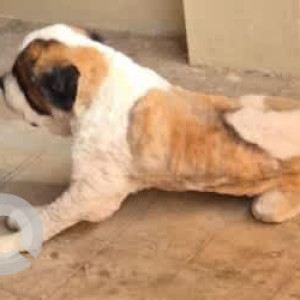 A White-Brown Mix Saint Bernard Dog Missing from J. P. Nagar, Bengaluru-2