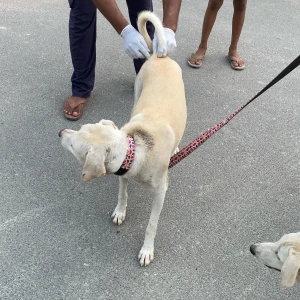 Rabies vaccination-70