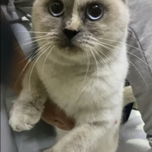 A Grey Siamese Cat Found from Umm Amara Street, opposite Al Ittihad Health Center