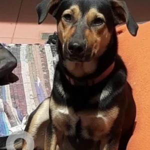 A Black and Brown Indie Pariah Dog Missing from Bengaluru