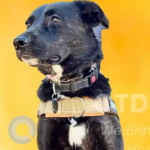 A Black Lab Mix Dog Missing from Plantsville, close to the Mt Southington Ski area