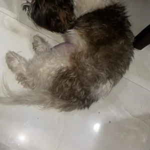 A White-Brown Mix Shih Tzu Dog Found from Tilak nagar-2