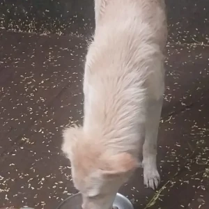 A White-Brown Mix Indie Dog Missing from Ashok Nagar, Pune-2