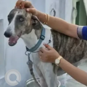 A White-Brown Mix Greyhound Dog Missing from Gundala Jn, Anakapalle-2