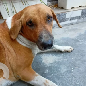 A White-Brown Mix Indie Dog Missing from Outer Ring Road, Vikas puri