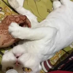 A White Persian Cat Missing from New Delhi-2