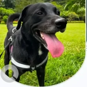 A Black Indie Dog Missing from Bengaluru