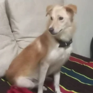 A White-Brown Mix Indie Dog Found from Thane West, Thane
