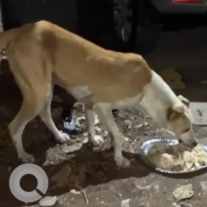 A White-Brown Mix Indie Dog Missing from Bhusari Colony