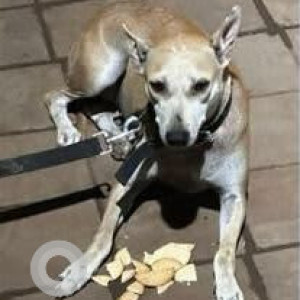 A White-Brown Mix Indie Dog Missing from Dadar, Mumbai
