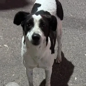 A Black and White Indie Dog Missing from 34 block, Old Rajinder nagar
