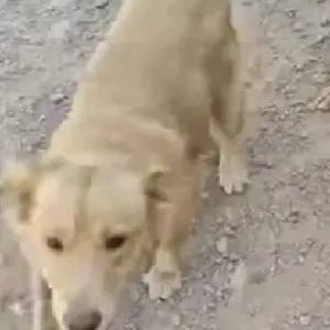 A Brown Golden Retriever Dog Found from Serilingampally-3