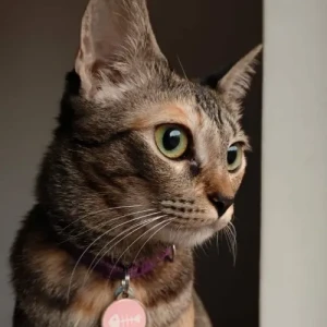 Male Domestic Shorthair Cat Adoption for Adoption in Pune, Mumbai