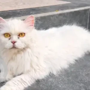 A White Persian Cat Missing from Damac hills queens meadow