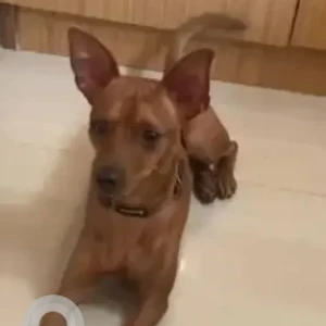 A Brown Miniature Pincher Dog Missing from Bengaluru-2