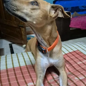 A White-Brown Mix Indie Dog Missing from Nyandahalli, near Global mall-2
