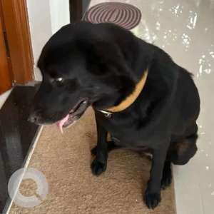 A Black Labrador Dog Found from Artjuna, Mandrem