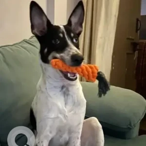 A Black and White Indie Dog Missing from Brigade El Dorado Entrance Gate 1-3