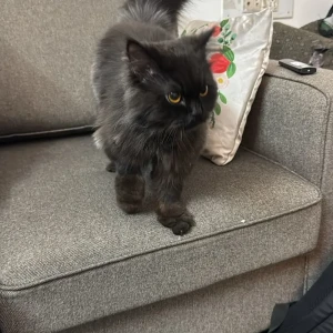 A Black Persian Cat Found from New Udupi Grand Restaurant