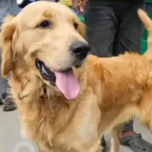 A Golden Golden Retriever Dog Missing from Jayanagar, Lalbhag