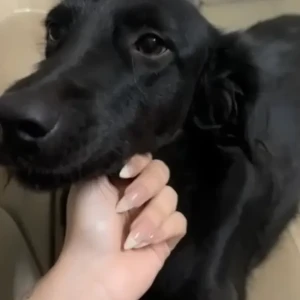 A Black Indie Dog Missing from Virender nagar