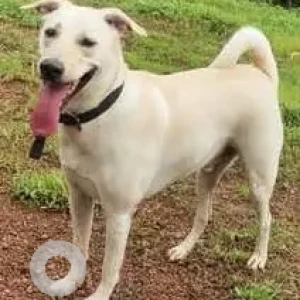 A White Indie Dog Missing from Aakar Excelsior, Colva Benaulim Road-3