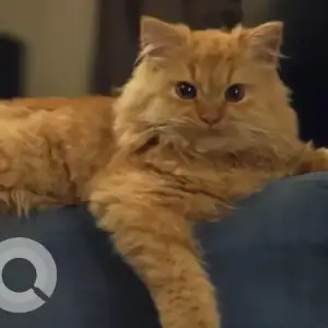 A Orange Persian Cat Missing from CK Agarwala Road, Ambari