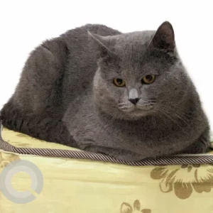A Grey British Shorthair Cat Missing from kfc, ol owais