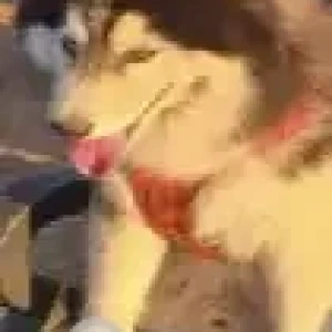 A Black and White Husky Dog Missing from Bettadasappura road-3