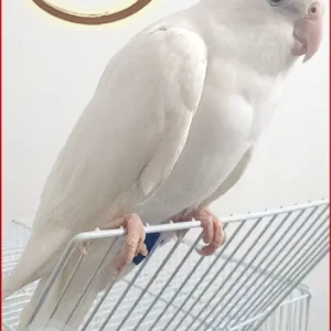 A White Albino Cockatiel Bird Missing from Al Barsha south 1 community 671
