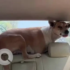 A White-Brown Mix Indie Dog Missing from Vijayanagar 4th stage