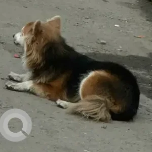 A Black and Brown Mix Dog Found from Dharan Votepool