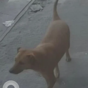 A Brown Indie Dog Missing from Rana Pratap Bagh near Medix Lab