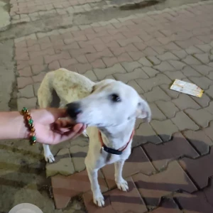 A White Indie Dog Found from Kharadi, Pune-2