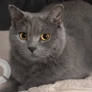 A Grey British Shorthair Cat Missing from Palmera 4, Arabian Ranches 1