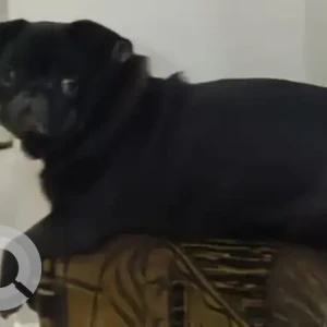 A Black Pug Dog Missing from Peer muchalla road, Zirakpur