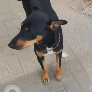 A Black and Brown Indie Dog Found from Kathriguppe near Ram Mandir-2