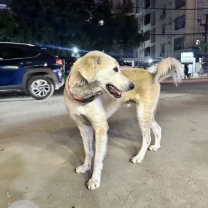 A White Indie Dog Found from Kondapur near Burman Bikes