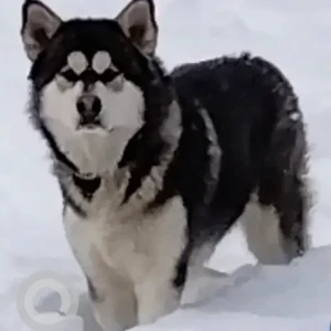 A Black and White Alaskan Malamute Dog Missing from Bedford St/Old Center St (near Zions)