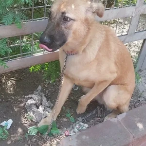 A Brown Indie Dog Found from India Gate, New Delhi