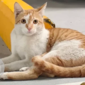 A Orange Arabian Mau Cat Found from BOULEVARD POINT P4 PARKING LOT