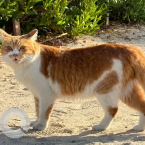 A White-Brown Mix Domestic Shorthair Cat Found from Jumeirah 02 Open Beach
