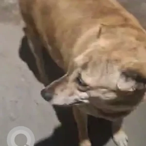 A Black and Brown Indie Dog Found from Gali number 1, Sri nagar