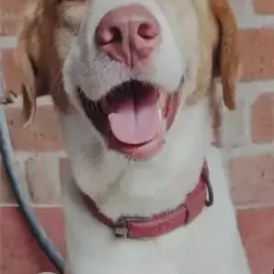 A White-Brown Mix Labrador Indie mix Dog Missing from VPG Avenue Extension, Mettukuppam-2