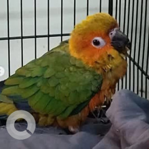 A Green Sun Conure Bird Missing from Wilson Garden, Bengaluru