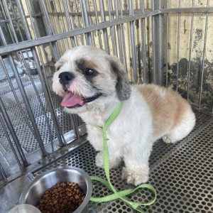 A White-Brown Mix Shih Tzu Dog Found from Noida