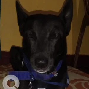 A Black and White Indie Dog Missing from Srirampuram, Bengaluru-2