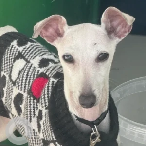 A Light Brown Mix Dog Found from Dubai Design District