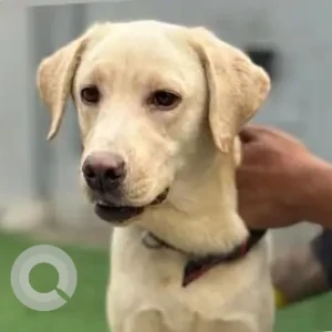 A Golden Labrador Dog Found from Shahpura near CRPF Camp, Tilak Nagar-2
